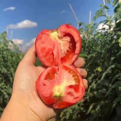海阳普罗旺斯西红柿整箱新鲜沙瓤番茄现摘现发可生吃西红柿图4