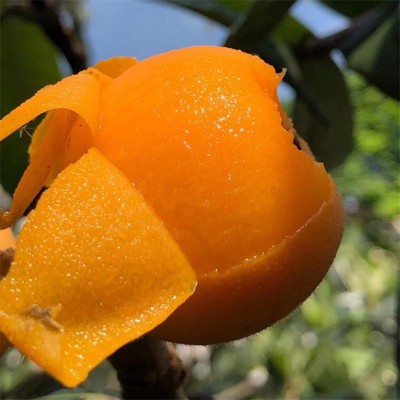 顺丰四川攀枝花米易枇杷大五星枇杷大凉山枇杷新鲜水果大五星枇杷图3