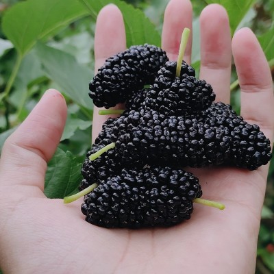 顺丰包邮鲜桑葚大凉山新鲜桑葚鲜果当季新鲜孕妇水果现摘高山桑图2