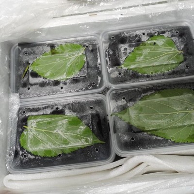 顺丰包邮鲜桑葚大凉山新鲜桑葚鲜果当季新鲜孕妇水果现摘高山桑图5