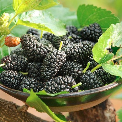 顺丰包邮鲜桑葚大凉山新鲜桑葚鲜果当季新鲜孕妇水果现摘高山桑图3