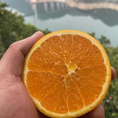 伦晚湖北秭归伦晚脐橙5斤10斤伦晚橙子新鲜采摘橙子春橙老树脐橙图4