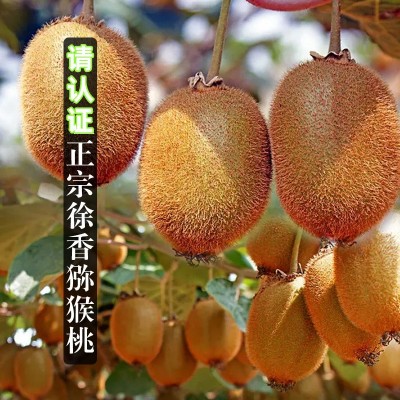 陕西周至徐香猕猴桃新鲜水果现摘现发酸甜奇异果大果图2