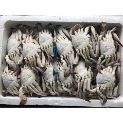 舟山海鲜 海捕梭子蟹 冷冻食品冷冻红膏蟹香辣蟹螃蟹批发厂家直供图3