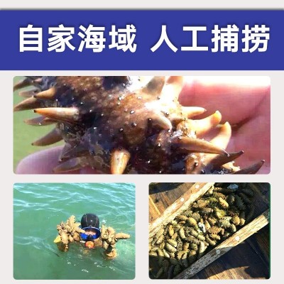 一手货源大连辽刺身高压即食海参板冻系列12头批发酒店佛跳墙从德图3