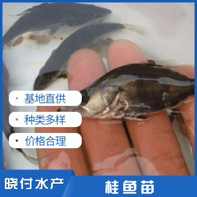 桂鱼苗 淡水鳜鱼苗水产养殖空运包活到家淡水桂花鱼苗活体图2