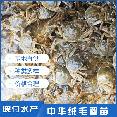 基地直销蟹苗 扣蟹苗螃蟹种苗优质螃蟹苗养殖 优良蟹图2