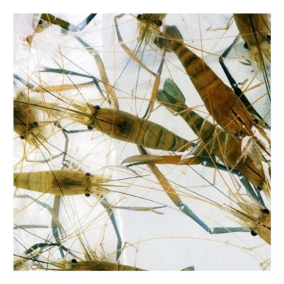 虞晓付虾苗活体小对虾苗 淡水养殖龙虾苗对虾苗 青虾苗基围虾苗图4