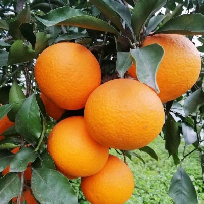四川青见柑橘当季新鲜橙桔5斤酸甜多汁应季桔子孕妇水果现摘现发 2箱起批图4