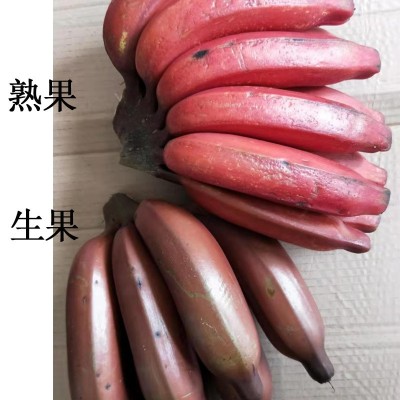 现货福建漳州红美人香蕉5斤新鲜整箱微商团购红皮美人蕉产地直发 2件起批图4