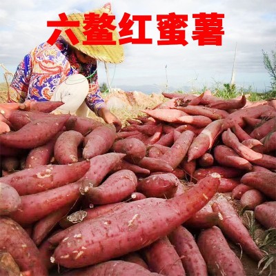 2023六鳌地瓜5斤 新鲜红蜜薯烤番薯香甜现挖现发沙地红薯一件包邮 2箱起批图2