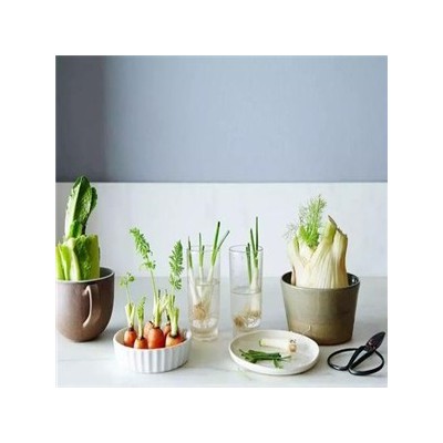 【水培蔬菜】 水培蔬菜诚邀加盟图4