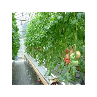 【水培蔬菜】 水培蔬菜诚邀加盟图2