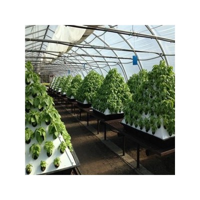 【水培蔬菜】 水培蔬菜诚邀加盟图3