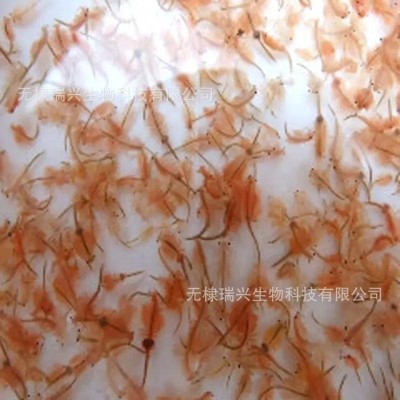 丰年虾 丰年虾卵 源头工厂丰年虫卵 卤虫卵 渤海湾卵 找瑞兴工厂 2件起批图4