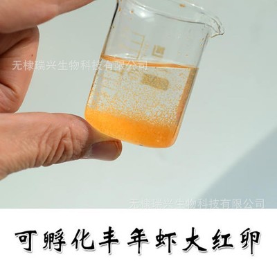 丰年虾 丰年虾卵 源头工厂丰年虫卵 卤虫卵 渤海湾卵 找瑞兴工厂 2件起批图2