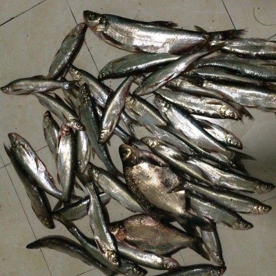翘嘴密码钓鱼小药白条鱼饵料诱食剂野钓路亚筏钓翘嘴小药配方窝料 2瓶起批图3