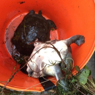 甲鱼密码钓鱼小药甲鱼饵料诱鱼剂野钓龟鳖窝料王八浓腥配方添加剂 2瓶起批图3