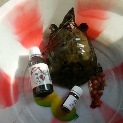甲鱼密码钓鱼小药甲鱼饵料诱鱼剂野钓龟鳖窝料王八浓腥配方添加剂 2瓶起批图2