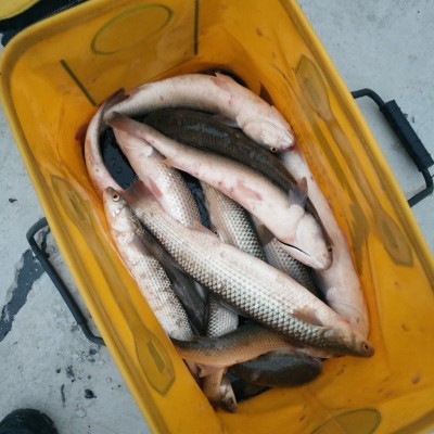 海钓密码黑鲷鱼饵料诱食剂鲈鱼路亚装备梭鱼浓腥打窝料立鲻鱼小药 2瓶起批图3