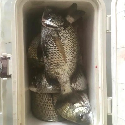 海钓密码黑鲷鱼饵料诱食剂鲈鱼路亚装备梭鱼浓腥打窝料立鲻鱼小药 2瓶起批图2