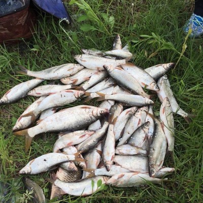 黄尾密码钓鱼小药青尾鱼饵料诱食剂野钓黄尾鲴小药红尾配方打窝料 2瓶起批图3
