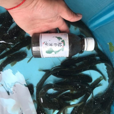 鲶鱼密码钓鱼小药胡子鲶江团鱼饵料诱食剂叉尾鮰窝料配方渔具用品 2瓶起批图2