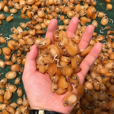 福建鲍鱼干产地厂家批发淡晒小干鲍鱼酒店佛跳墙小鲍鱼干500g 2件起批图2