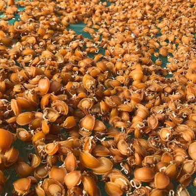 福建鲍鱼干产地厂家批发淡晒小干鲍鱼酒店佛跳墙小鲍鱼干500g 2件起批图5