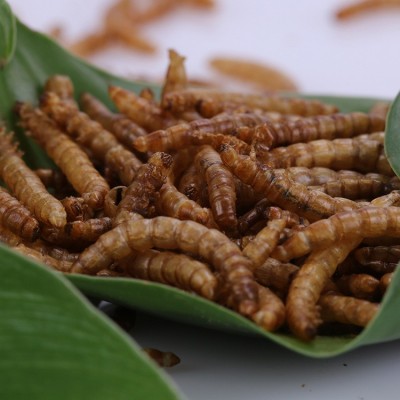 浪花饲料烘干面包虫鱼食黄粉虫观赏鱼粮散装通用鱼饲料厂家直销 2千克起批图3