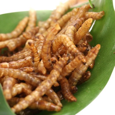浪花饲料烘干面包虫鱼食黄粉虫观赏鱼粮散装通用鱼饲料厂家直销 2千克起批图5