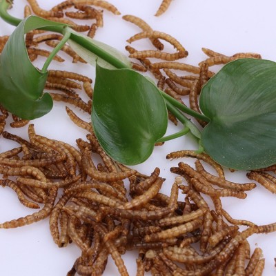 浪花饲料烘干面包虫鱼食黄粉虫观赏鱼粮散装通用鱼饲料厂家直销 2千克起批图2