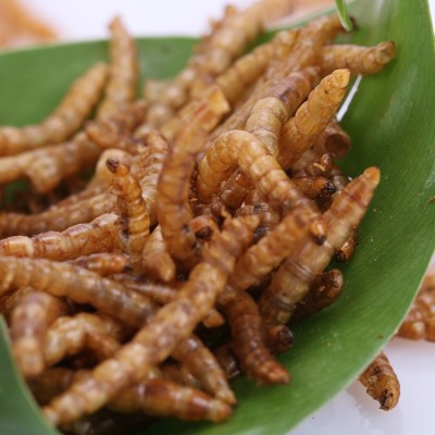 浪花饲料烘干面包虫鱼食黄粉虫观赏鱼粮散装通用鱼饲料厂家直销 2千克起批图4