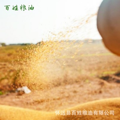 厂家供应 青糠稻糠粉直供牲畜养殖猪饲料麦麸1200吨起批图2