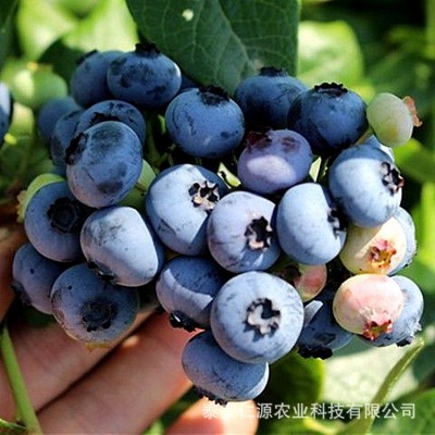蓝莓苗批发绿宝石蓝莓苗莱克西蓝莓苗兔眼都克蓝莓苗果树苗量大从图3