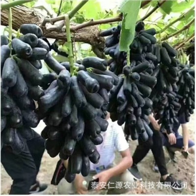 葡萄苗藤引葡萄苗蓝宝石葡萄树苗日本晴王葡萄树苗扦插葡萄苗价格两件起批图2