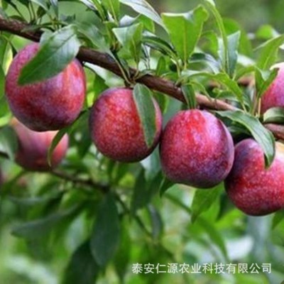 李子苗批发奥李十三李子苗蜂糖李子苗国丰七号李子西梅李子树苗价两件起批图4
