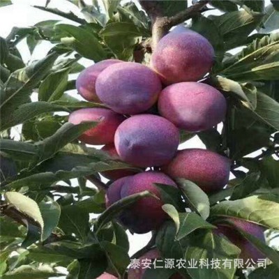 李子苗批发奥李十三李子苗蜂糖李子苗国丰七号李子西梅李子树苗价两件起批图2