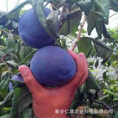 李子苗批发奥李十三李子苗蜂糖李子苗国丰七号李子西梅李子树苗价两件起批图3