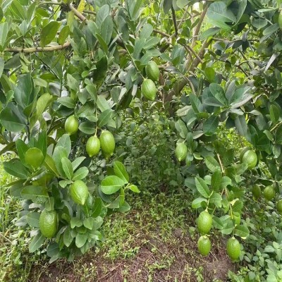一件代发广东香水柠檬无籽青柠檬热带新鲜水果海南柠檬批发奶茶店两件起批图3