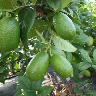 广东香水柠檬无籽热带当季新鲜水果批发奶茶店海南青柠檬整箱包邮两件起批图2
