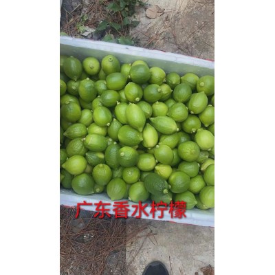 广东香水柠檬无籽热带当季新鲜水果批发奶茶店海南青柠檬整箱包邮两件起批图4