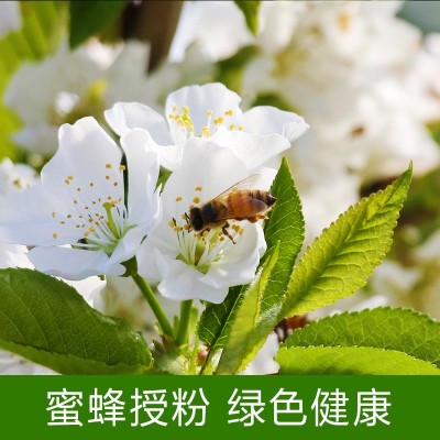 【现摘现发】烟台大樱桃新鲜车厘子樱珠当季水果孕妇水果美早樱桃两件起批图4