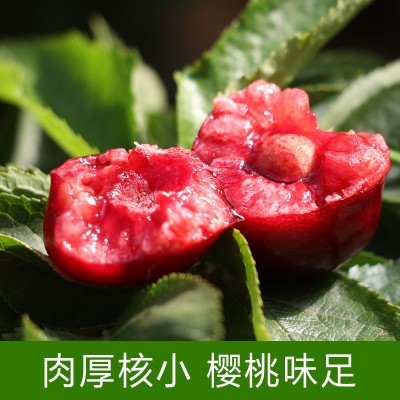 【现摘现发】烟台大樱桃新鲜车厘子樱珠当季水果孕妇水果美早樱桃两件起批图3