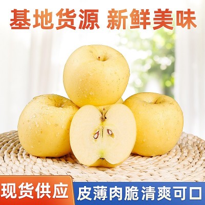 烟台黄金奶油富士苹果新鲜非红富士冰糖心苹果脆甜烟台苹果代发两件起批图2