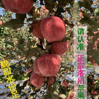 现货洛川红富士苹果新鲜甜脆水分足洛川产地直发陕西洛川苹果批发两件起批图3