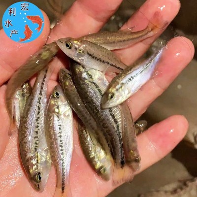 【2023鲈鱼苗】淡水加州鲈鱼苗 反季节鲈鱼苗 3-4厘米优鲈1号鱼苗两件起批图2