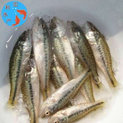 【2023鲈鱼苗】淡水加州鲈鱼苗 反季节鲈鱼苗 3-4厘米优鲈1号鱼苗两件起批图3