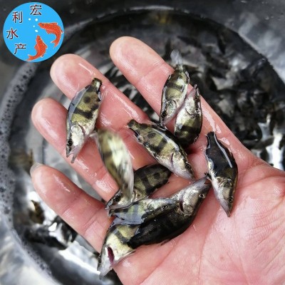 广州水产养殖厂供应桂花鱼苗 鳜鱼苗 翘嘴桂花苗 桂鱼鱼苗两件起批图3