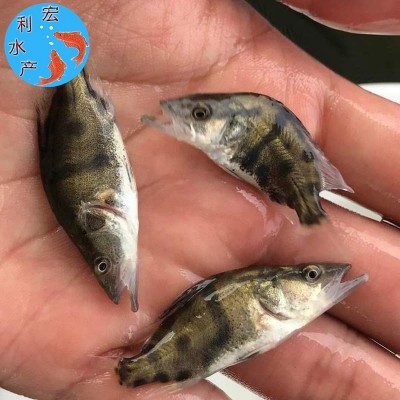 广州水产养殖厂供应桂花鱼苗 鳜鱼苗 翘嘴桂花苗 桂鱼鱼苗两件起批图2